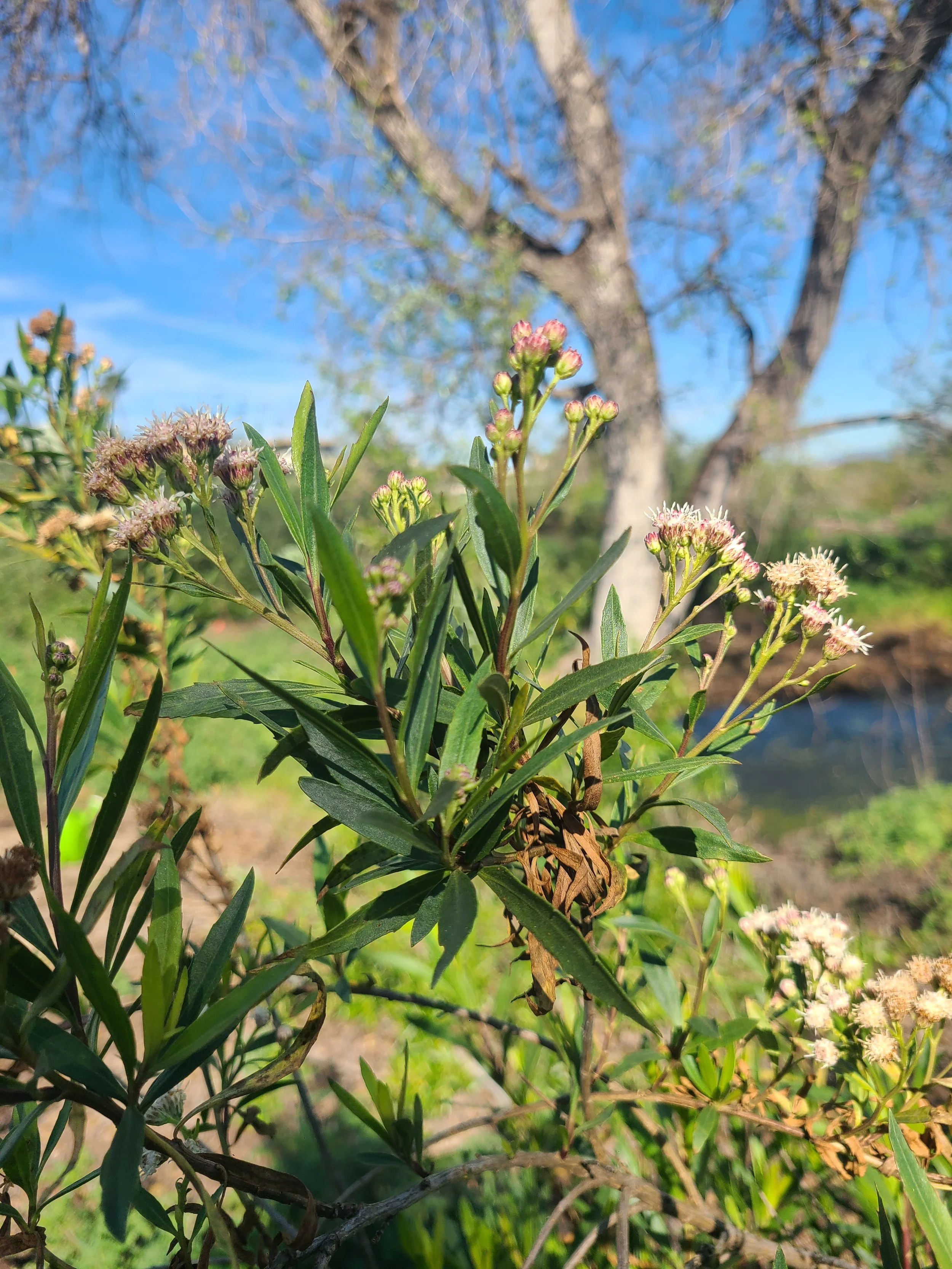 Community and Climate Resilience at Ballona: Samantha Perez's ...