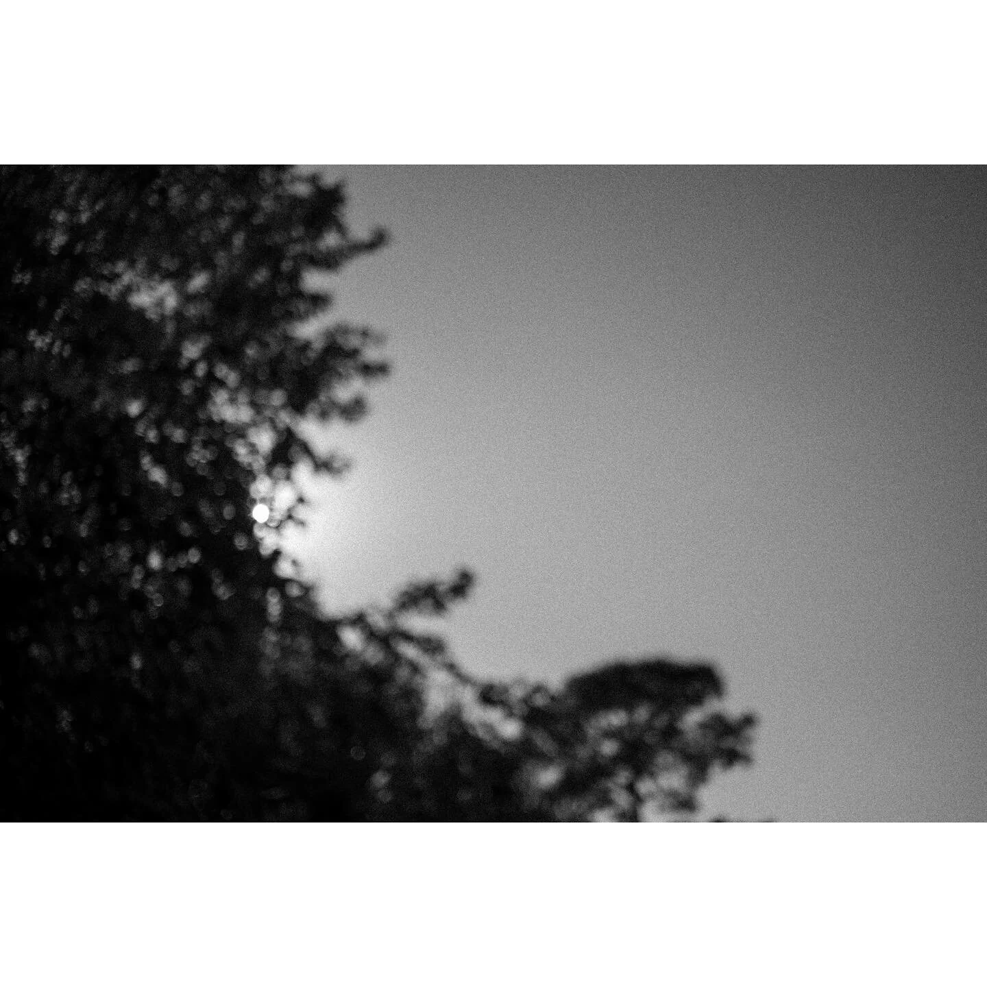 I&rsquo;m transmitting tonight
.
Mamiya Sekor C 55mm