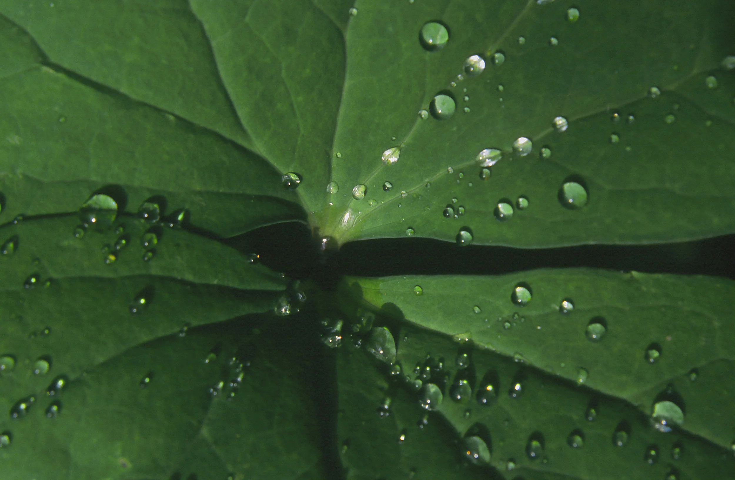 dew calibrated.JPG