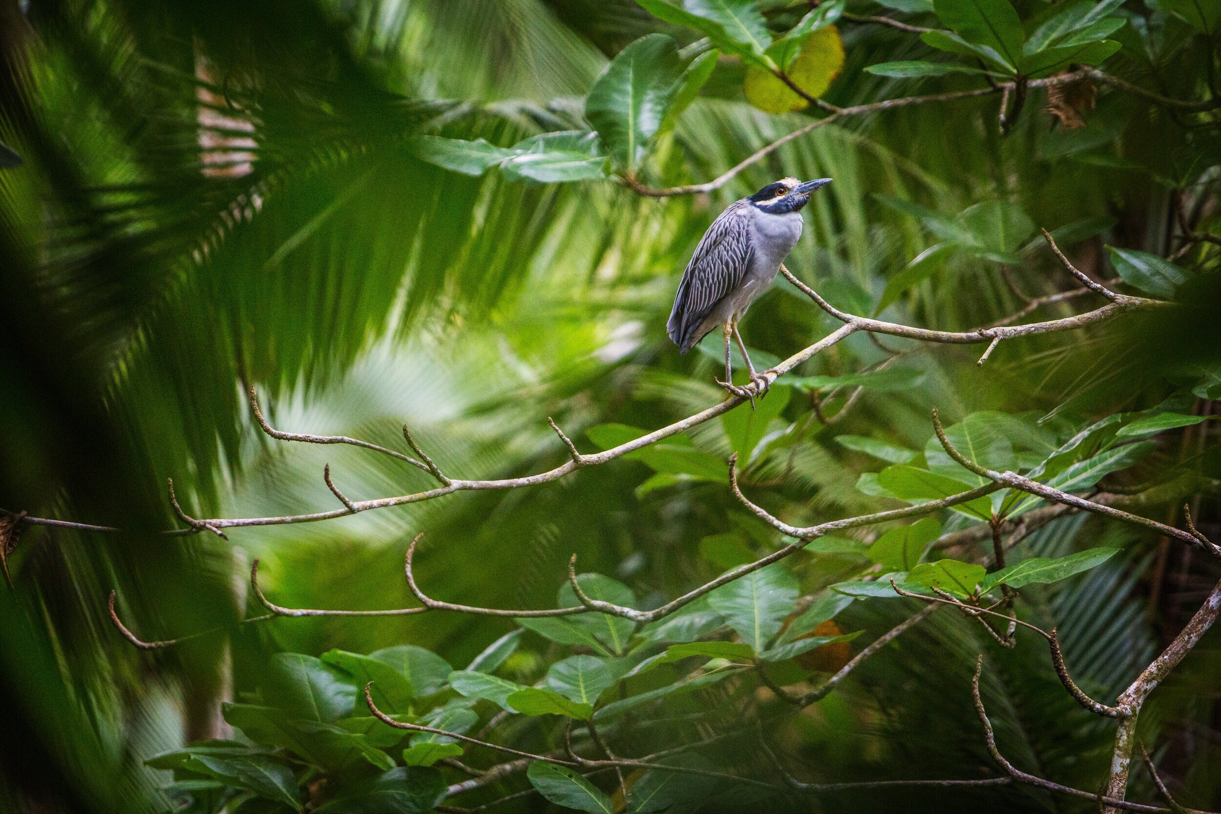 Yellow-Crowned Night Heron in Cahuita National Park, Costa Rica