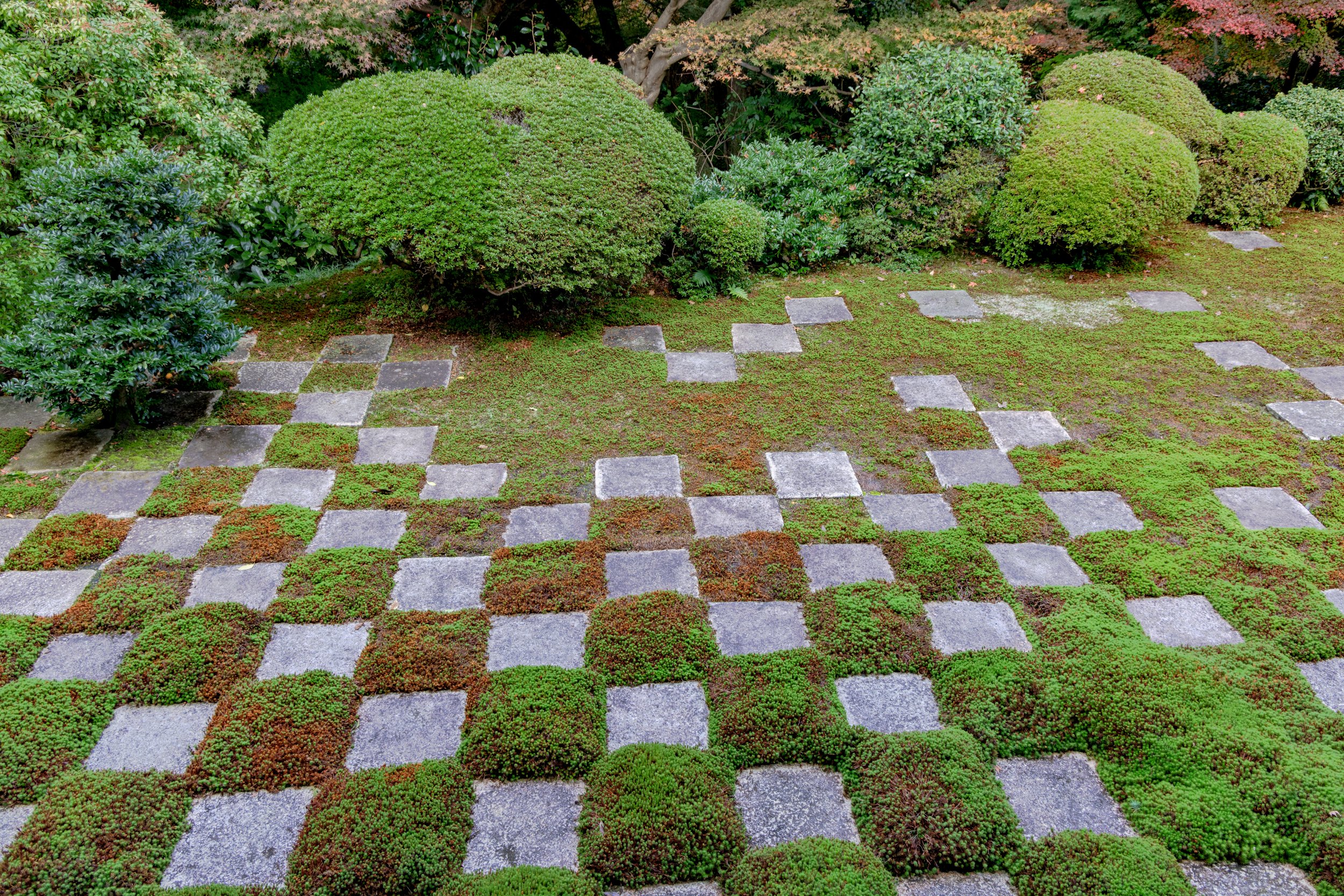  The Heart shaped Bush on the Upper Left 