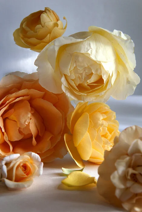 ROSES 2018_5867 WEB T.jpg