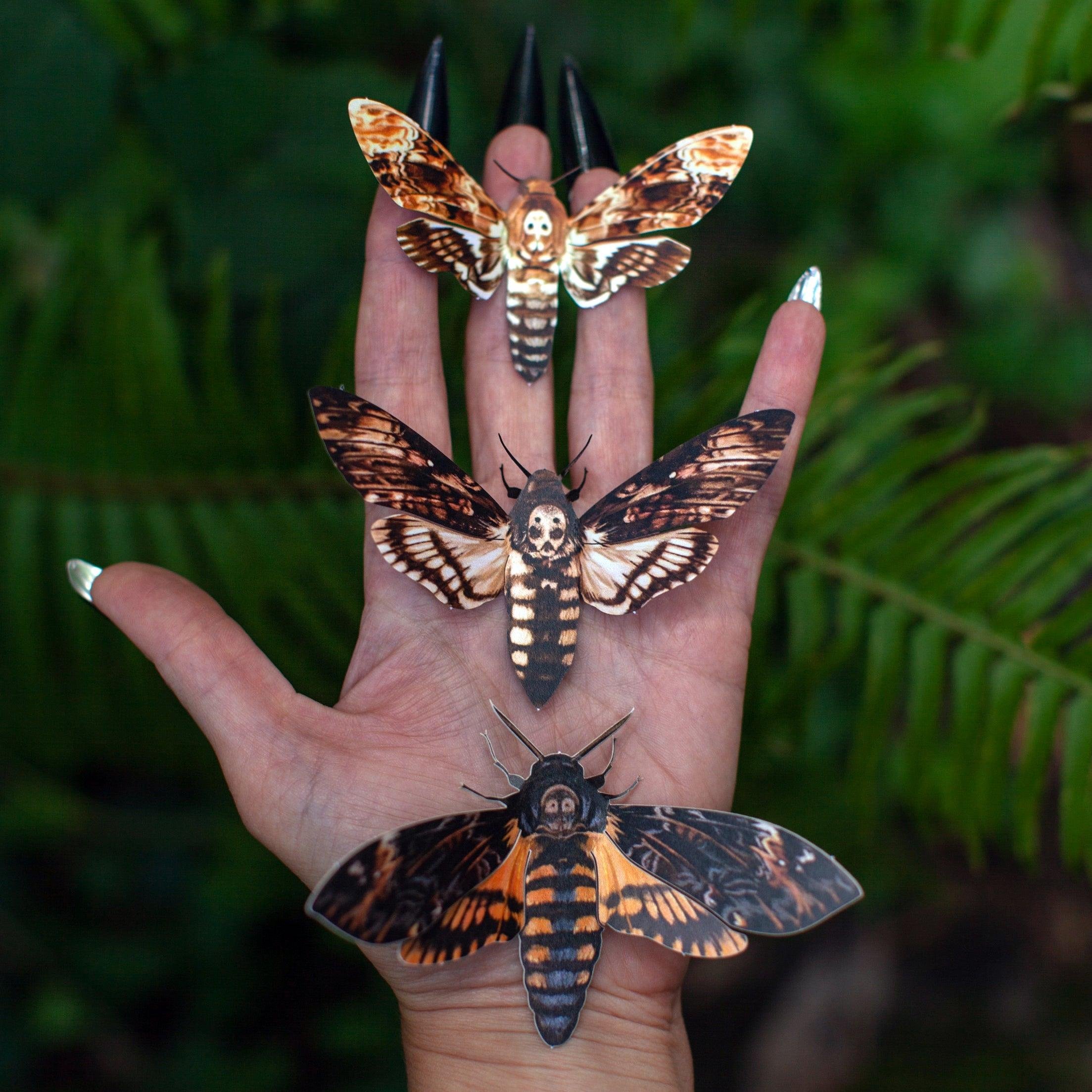 Moth & Myth