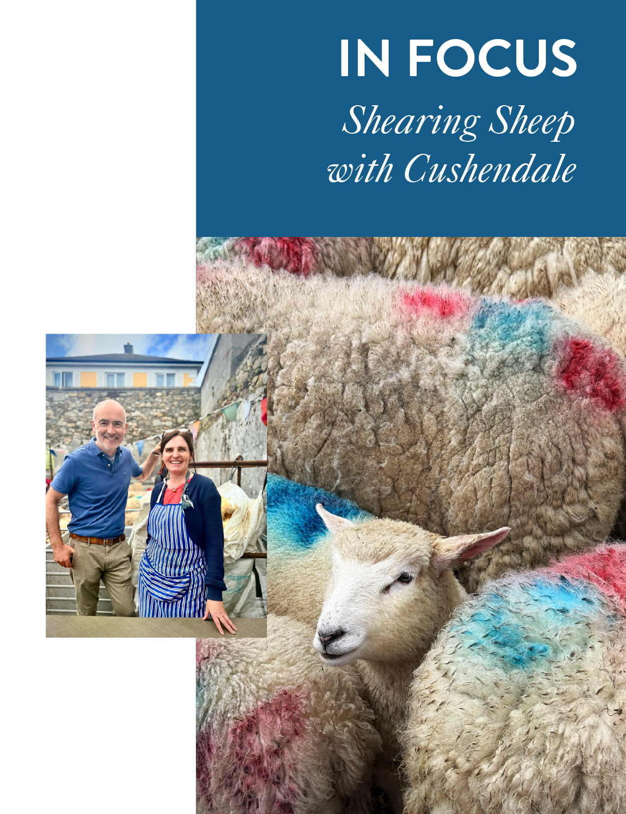 sheep.png
