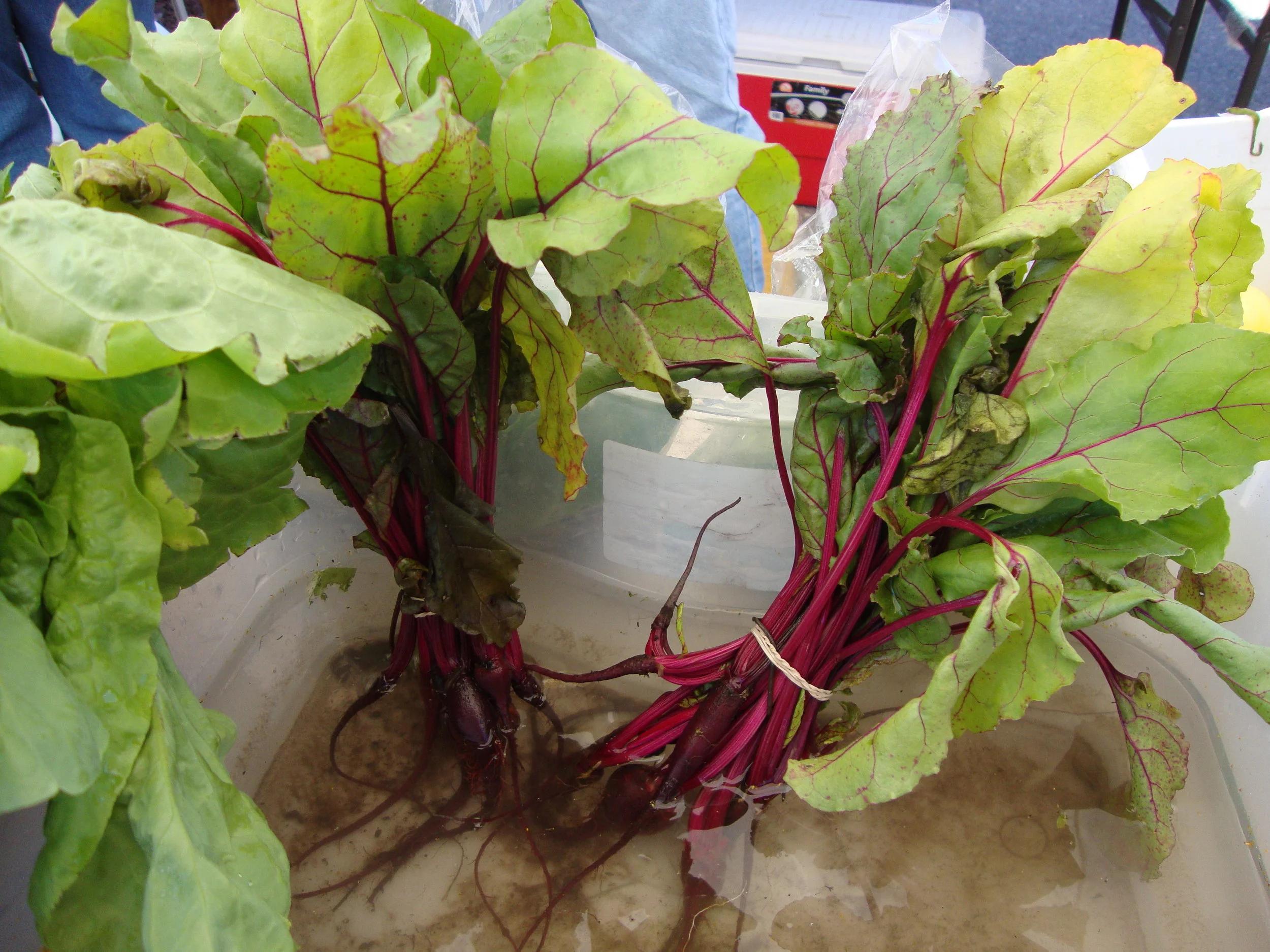 Cut Bank — Yummy Montana