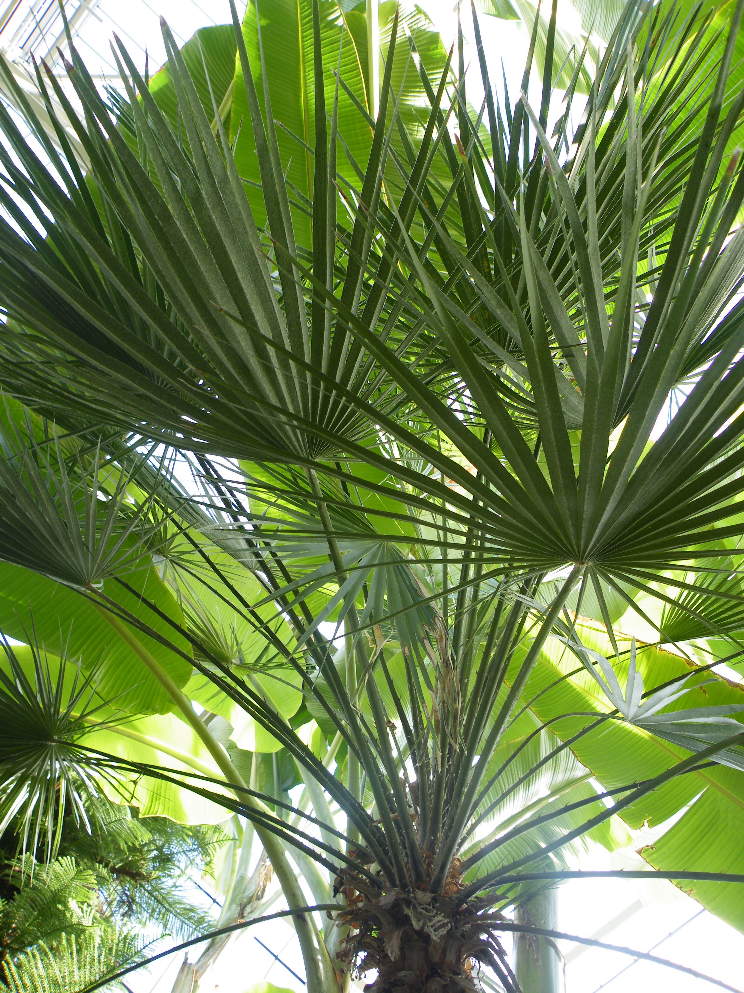 Chamaerops_humilis (Mediterranean Dwarf Palm).jpg