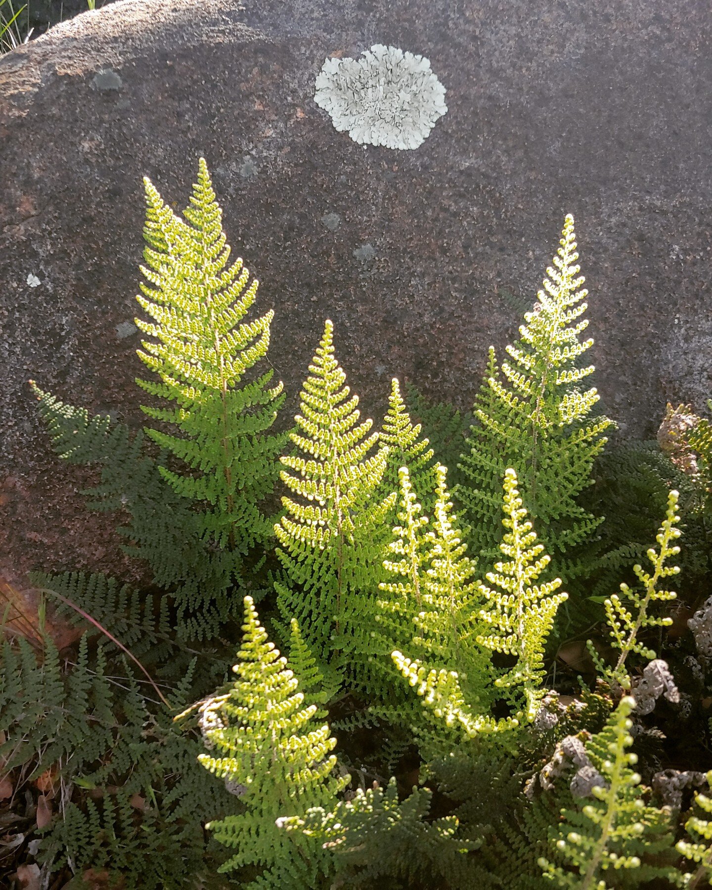 Ferns after a rain in the yard. Love the Springtime! 
#springtime #davehendersonalpine