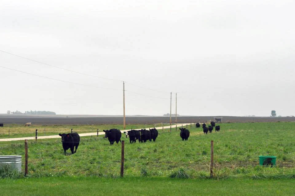 Pine Hurst Cows BG.jpg