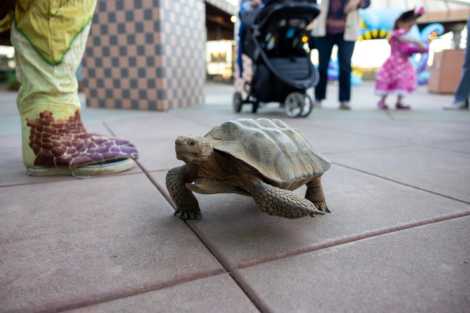 Living Coast_OwlOWeen_web-2.jpg