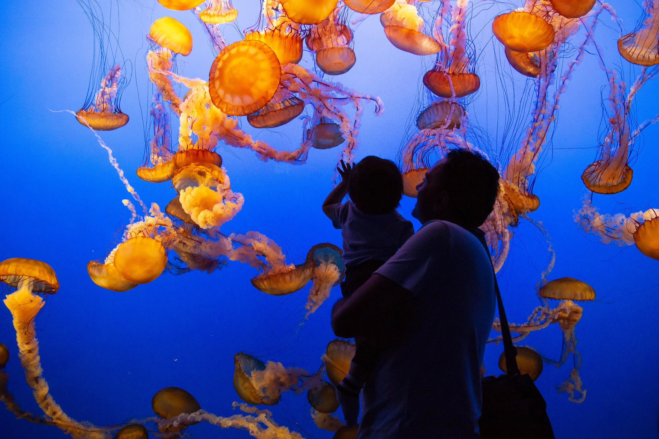 20180706_monterey_bhs_006.jpg