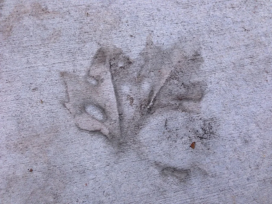 Leaf Imprint.jpg