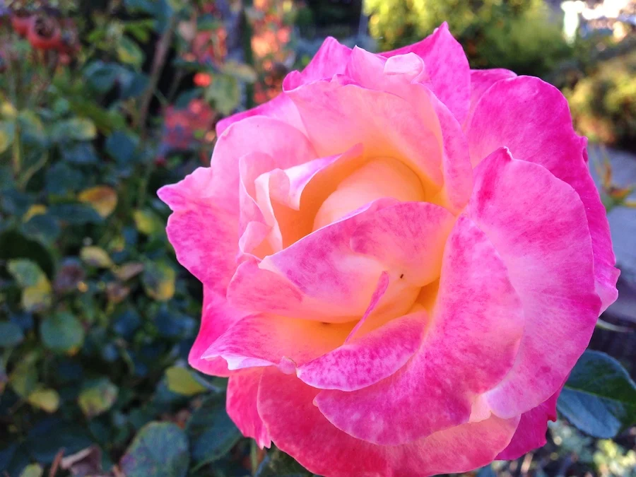 RoseUnfolding.jpg