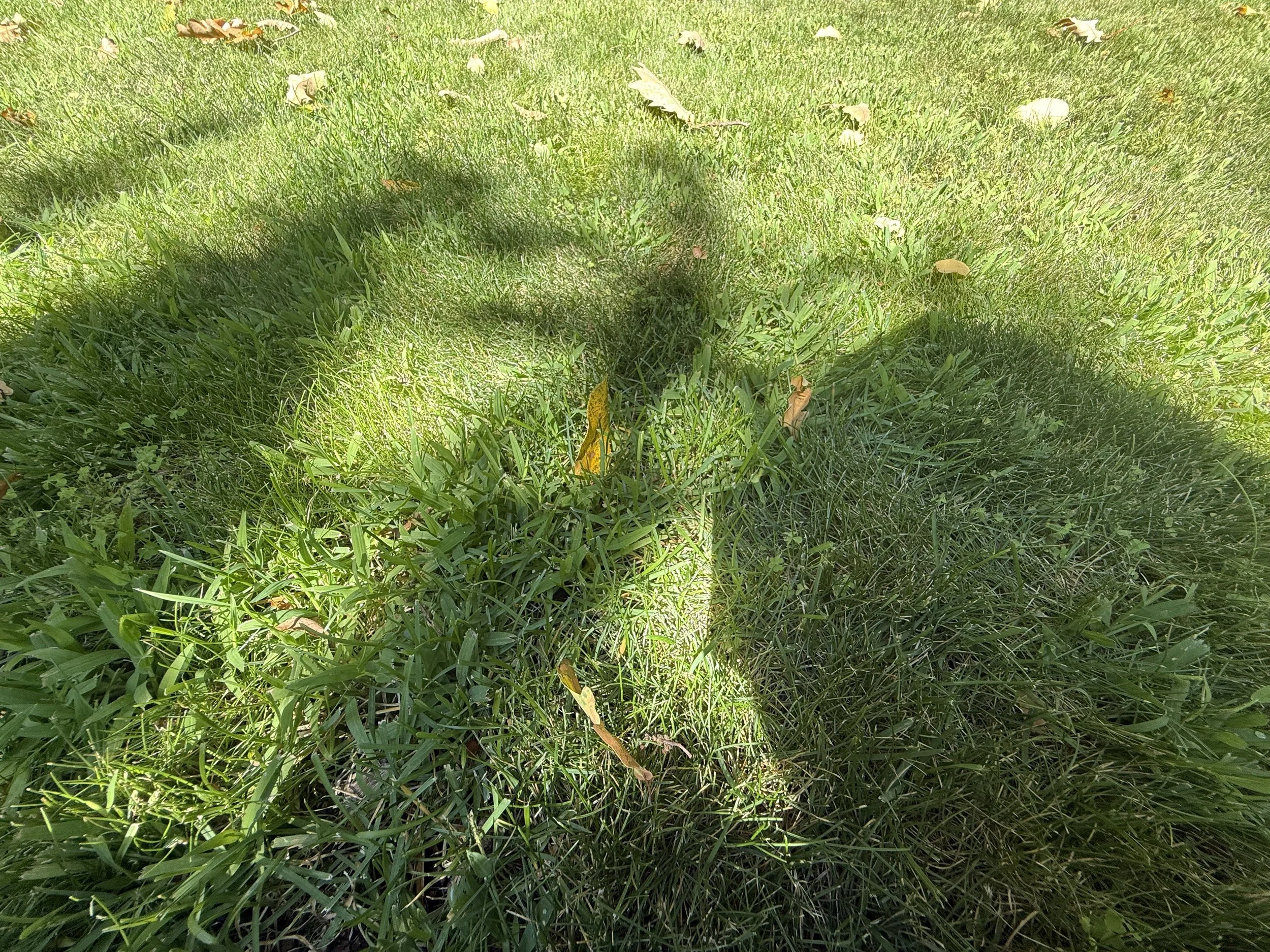 Silhouettes Dancing