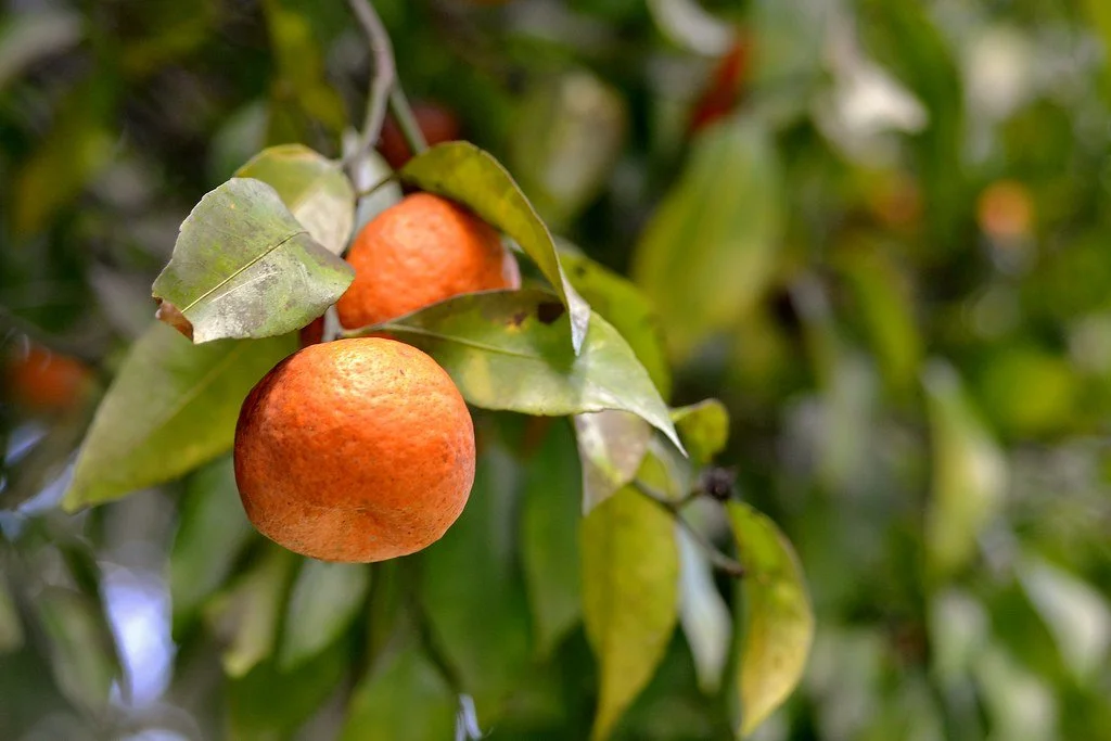 Pioneer of women in food, farming and agriculture technology at our Florida-International Agriculture Innovation Summit next week!