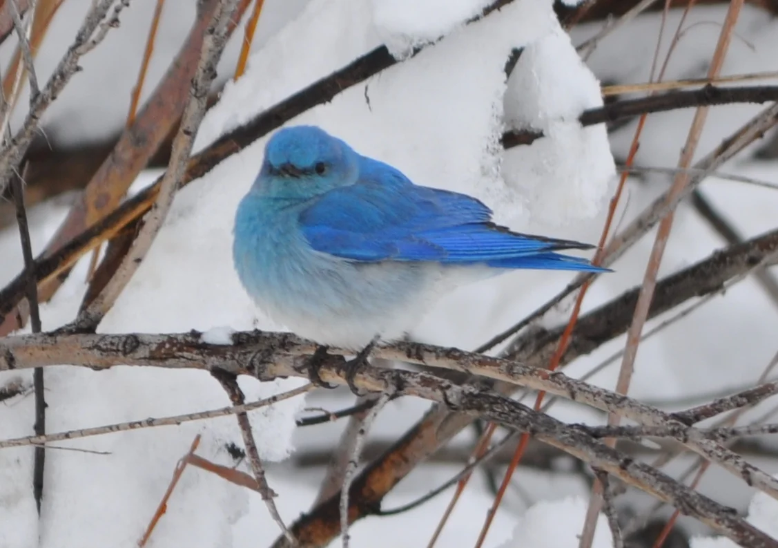 Bluebird2.jpg