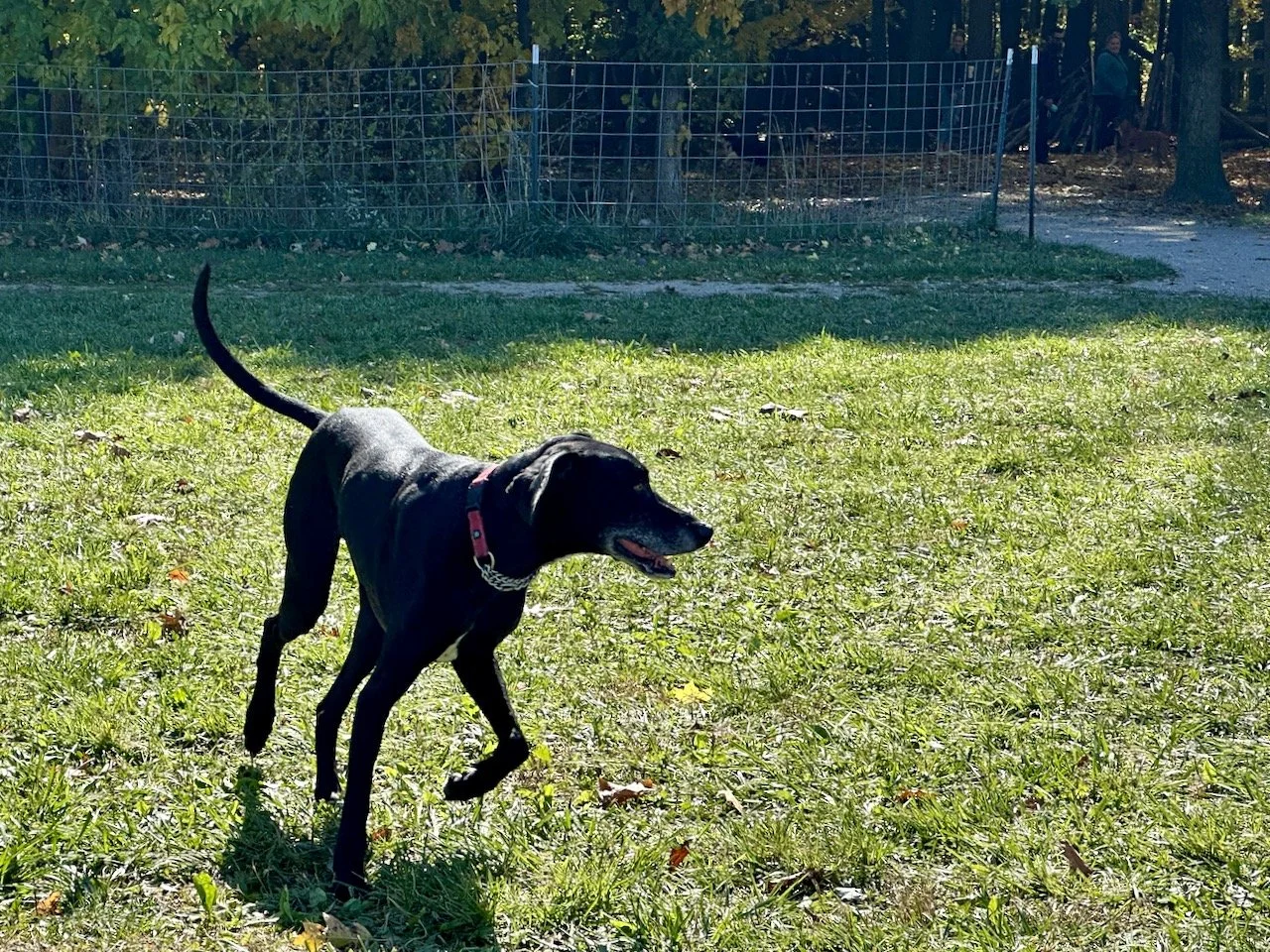 Romp at the Dog Park