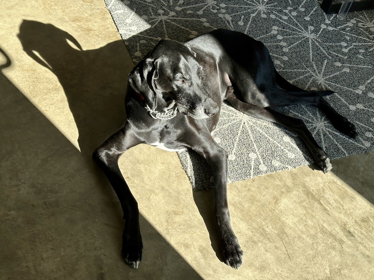 Sunning on a Sunday