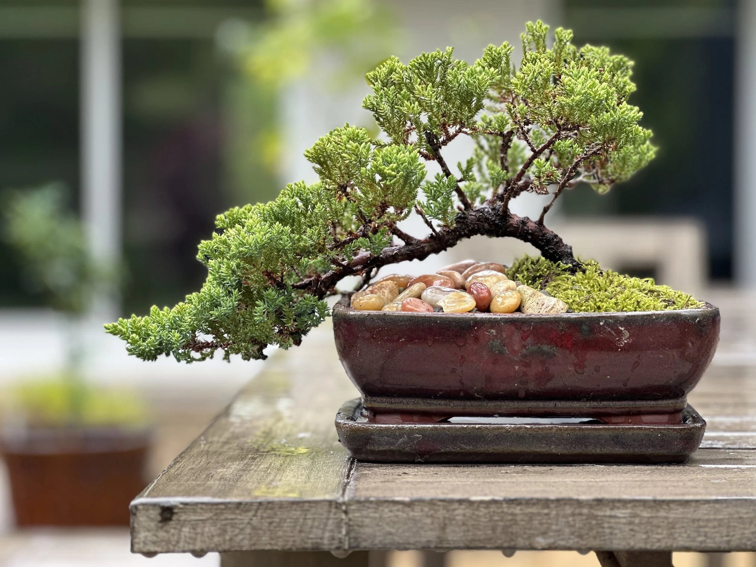 Courtyard Landscaping