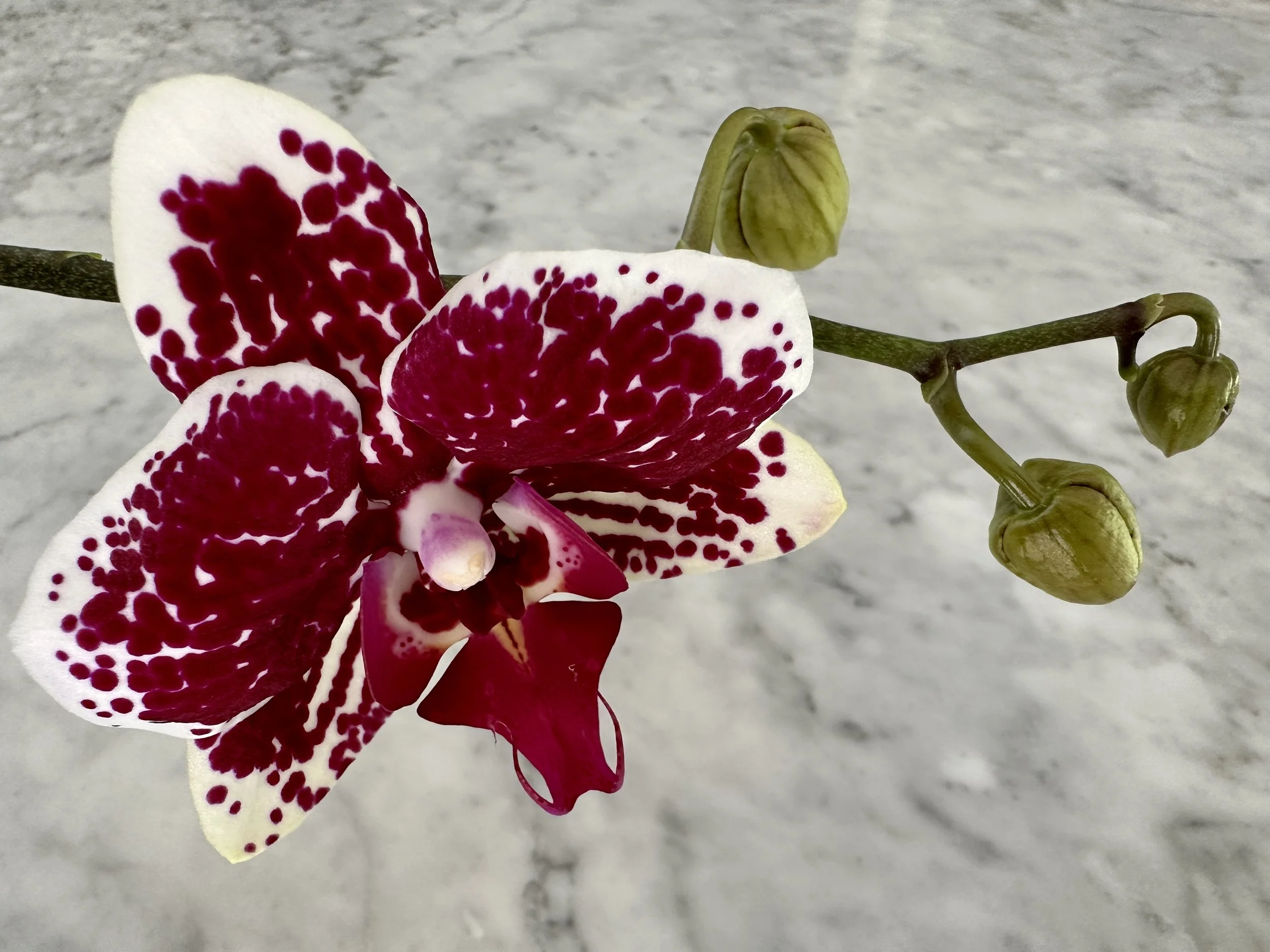 Flowering Orchid Plant