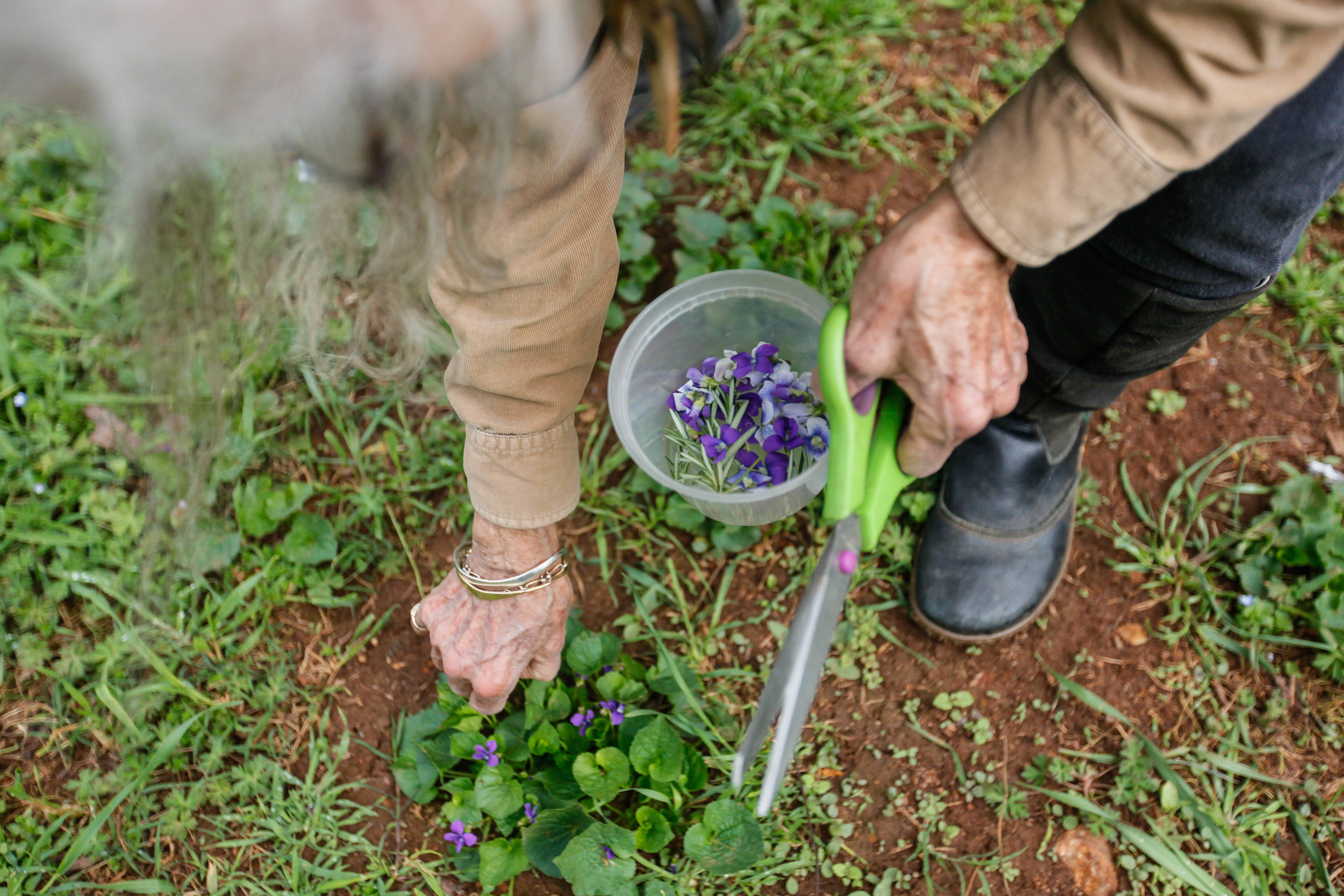  Tinsley collects violet petals to transform into tea for her friends at Earthsong on Saturday, April 7, 2018. 