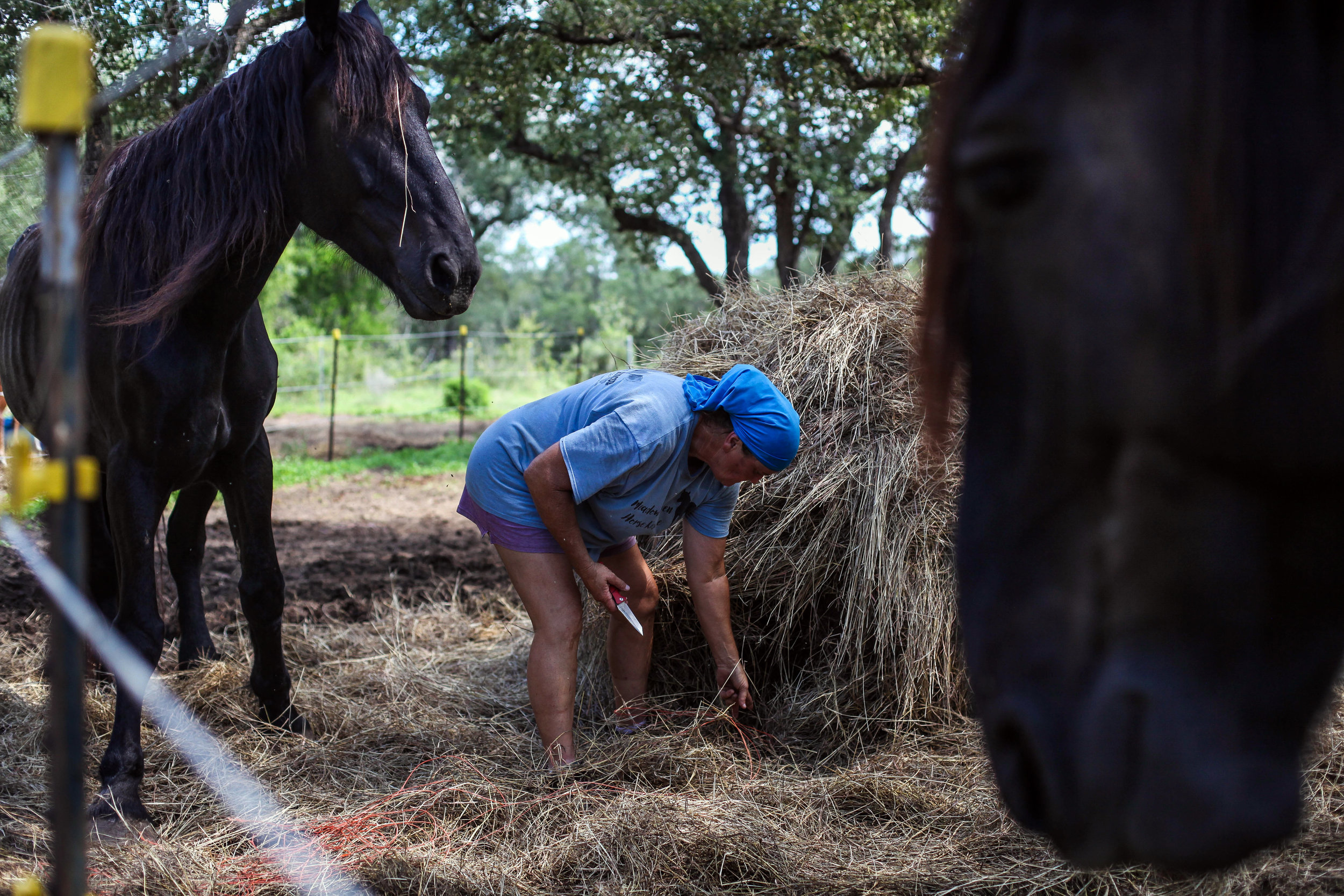  Darla Cherry, 54, cuts the binding strings from the hale bays at Meadow Haven Horse Rescue on Tuesday, Sept. 25, 2018. With over 200 horses, it takes Cherry nearly five hours just to feed everyone. 