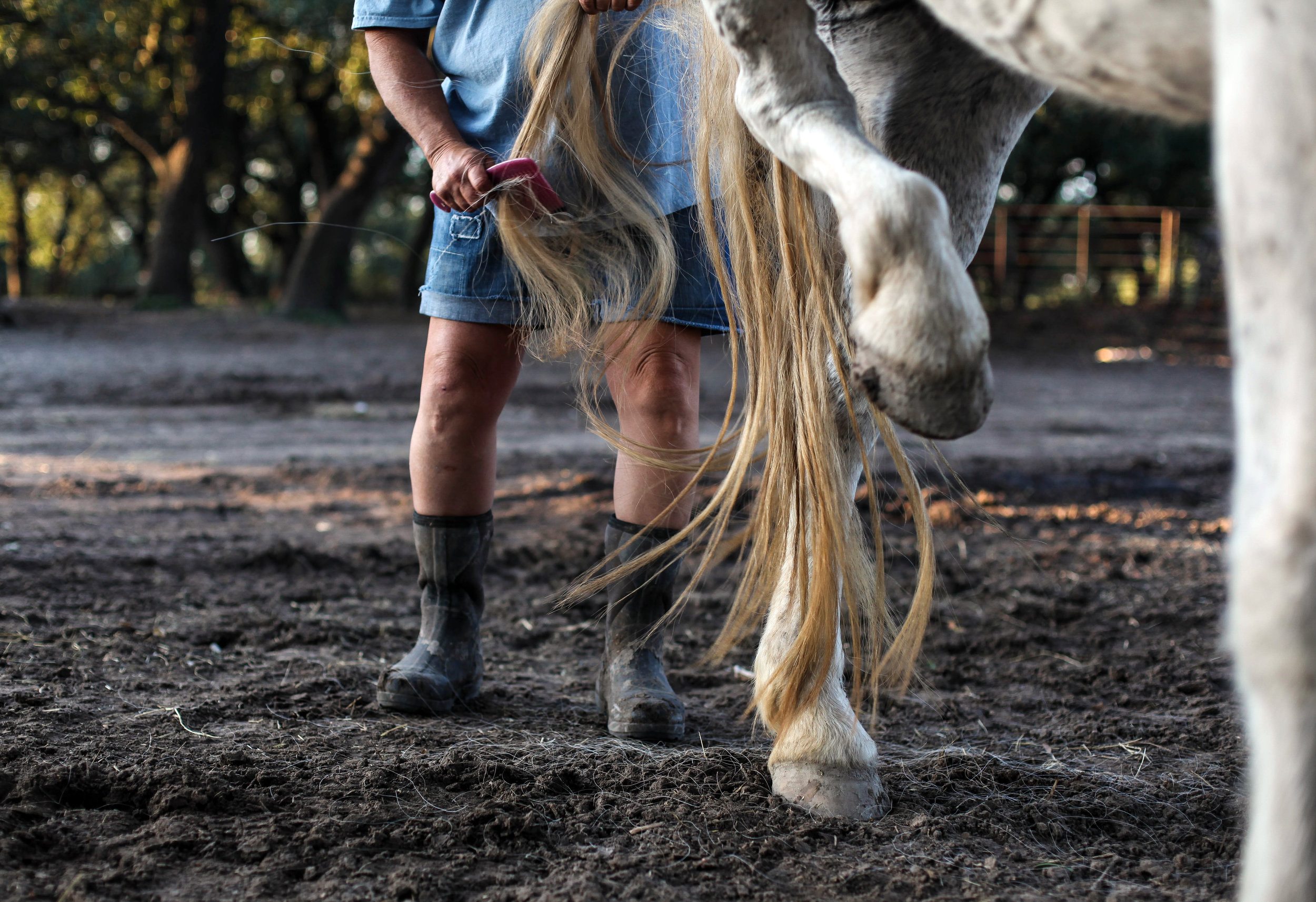  Darla Cherry, 54, brushes the tail of her horse Lady at Meadow Haven Horse Rescue on Monday, Oct. 29, 2018. After a long day, grooming her horses is very therapeutic for Cherry. 