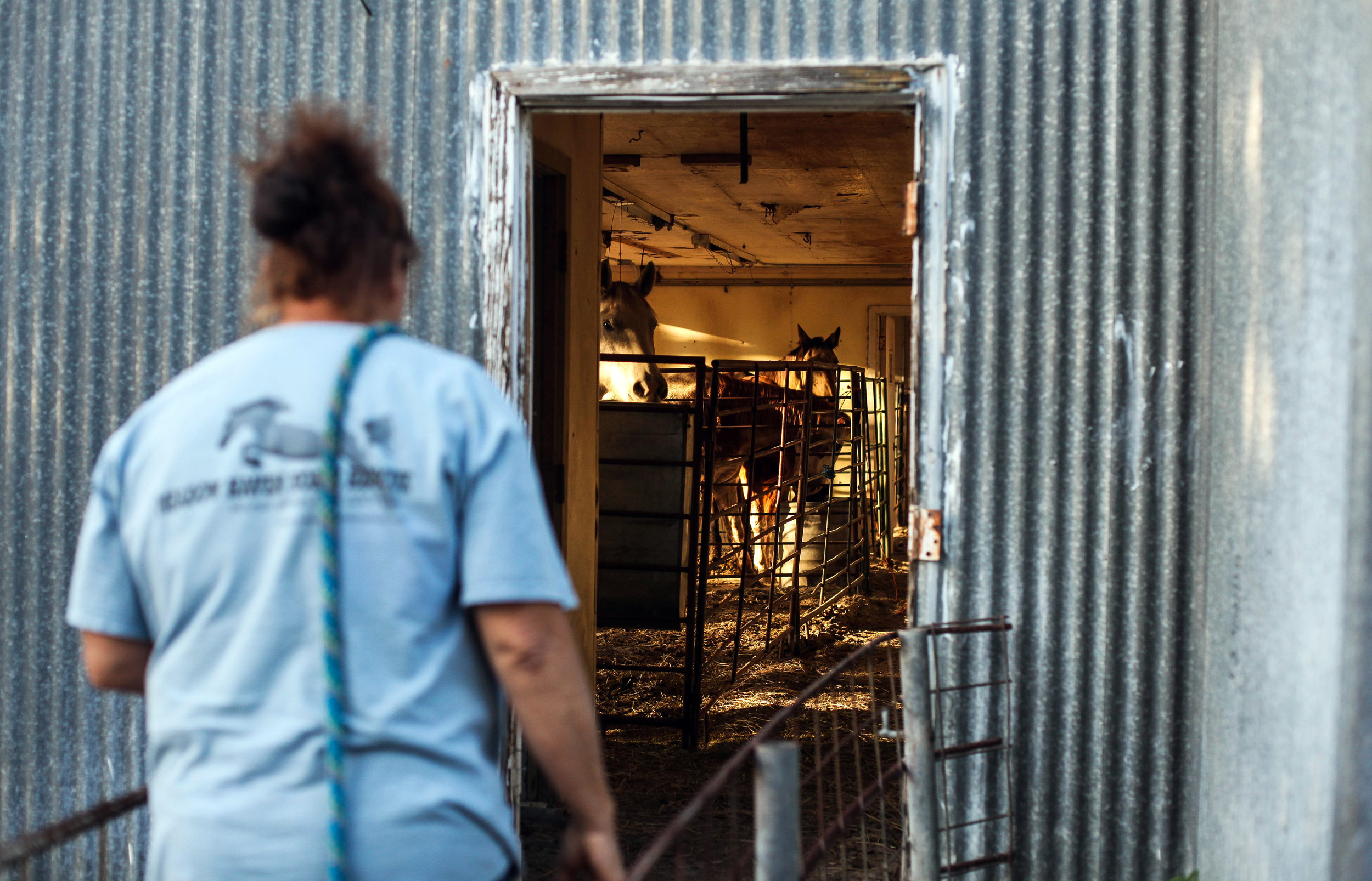  Darla Cherry, 54, walks towards the barn to grab her horse Lady to groom her at Meadow Haven Horse Rescue. 