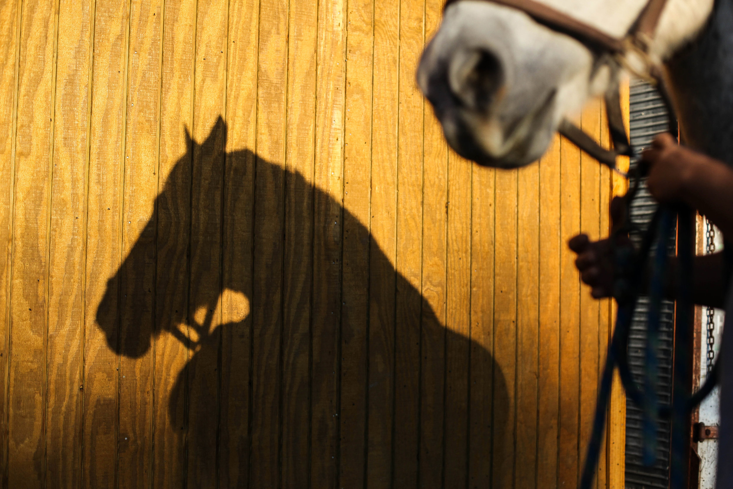  The shadows of Darla Cherry, 54, and her rescued horse Lady are cast against a shed at Meadow Haven Horse Rescue, in Smiley, Texas on Monday, Oct. 29, 2018. 