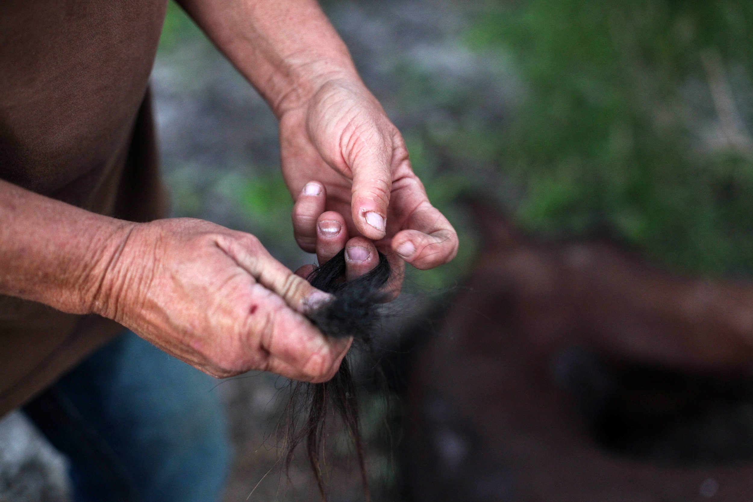  Darla Cherry, 54, snips off a clump of Craig’s mane as a keepsake after he died at Meadow Haven Horse Rescue. 