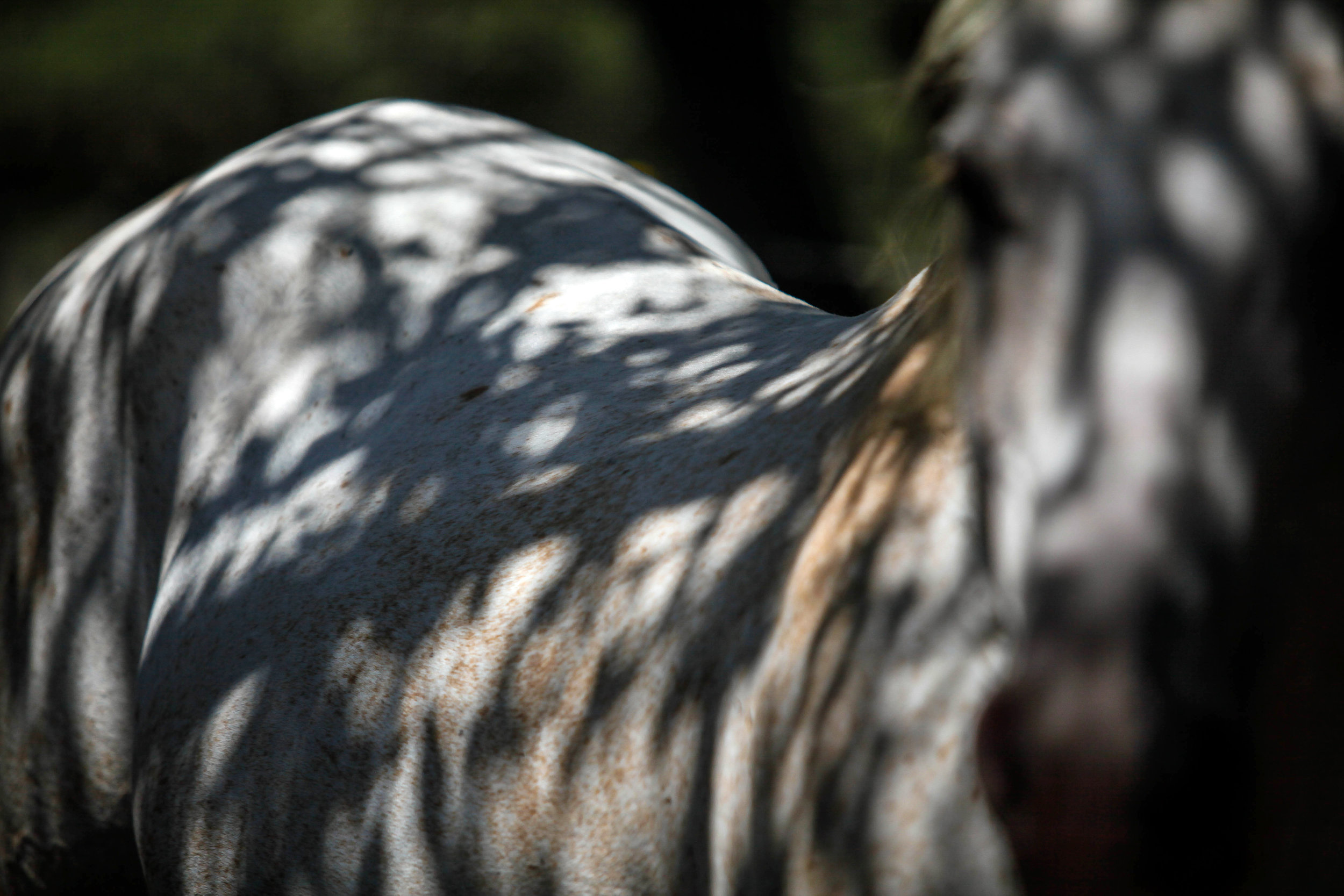  Light and shadows form across the back of one of Darla Cherry's rescue horses at Meadow Haven Horse Rescue. 