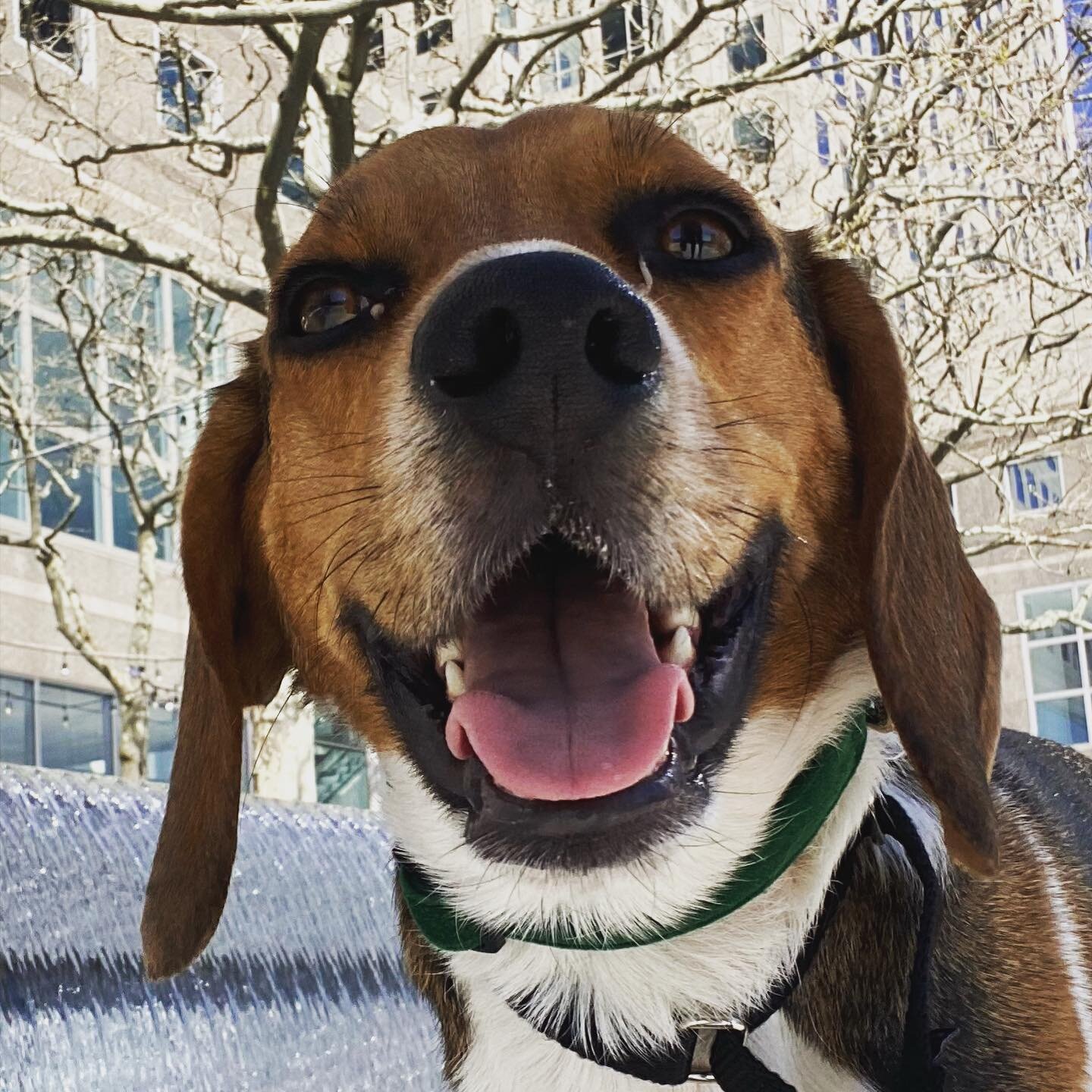 👅 ❤️🎉#tongueouttuesday 
.
.
#beagle #beaglesofinstagram #Dog #Dogs #Pet #Pets #instapet #instadog #nyc #newyorkcity #dogsofnyc
#dogsofinstagram #Dogstagram #PetsofInstagram #petstagram #cutepetsofig #woof
#petsofig #dogsofIG #bestfriends #lowermanh