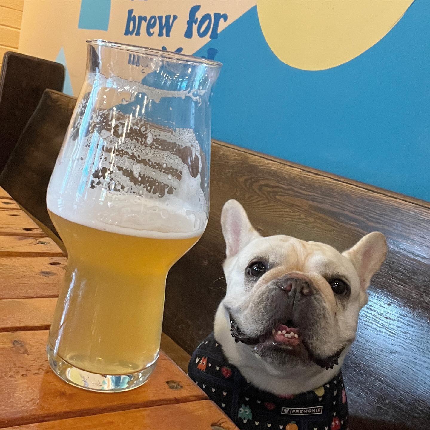 Cheers to National Dog Day! 🍻🎉🐾❤️ #nationaldogday
.
.
#bulldog #frenchbulldog #Dog #Dogs #Pet #Pets #instapet #instadog #nyc #newyorkcity #dogsofnyc
#dogsofinstagram #Dogstagram #PetsofInstagram #petstagram #cutepetsofig #woof
#petsofig #dogsofIG 