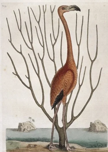 Bird 1731 / Wellcome Images