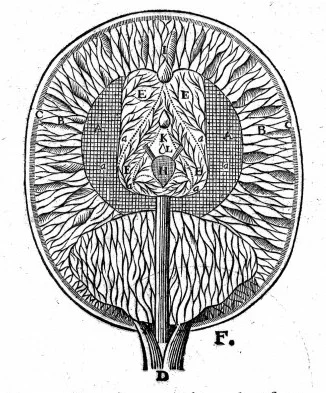 Descartes Diagram / Wellcome Images