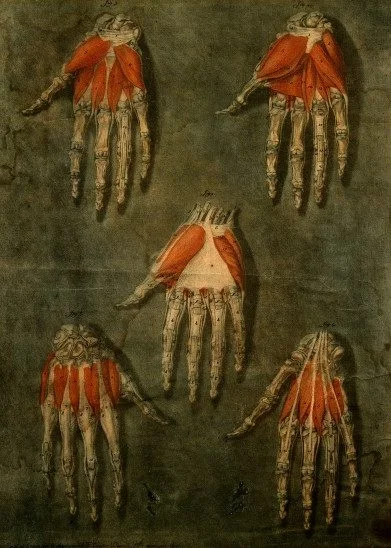 Hand / Wellcome Image