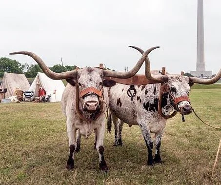 Yoke
