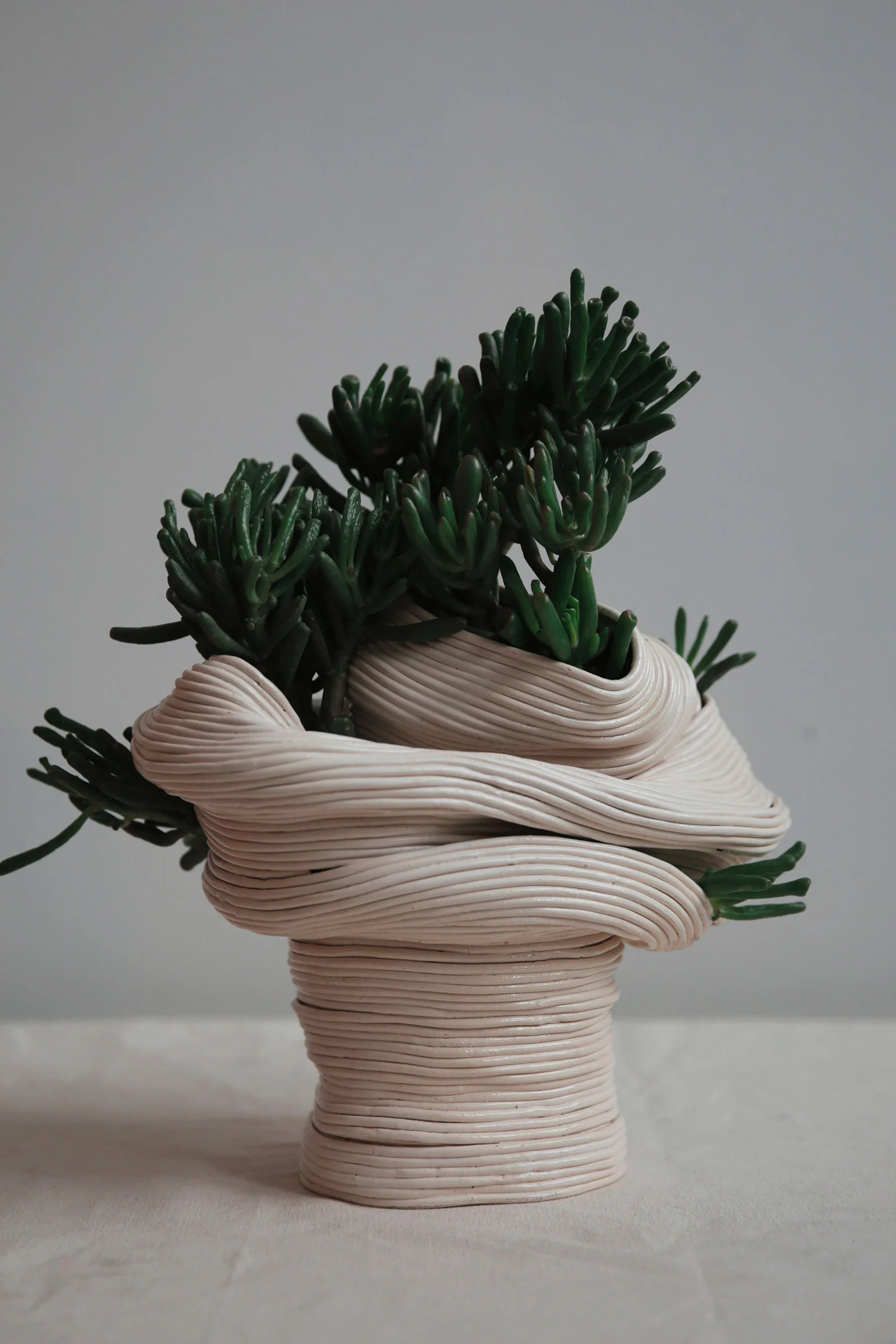 zhu-ohmu-jade-plant3.jpg