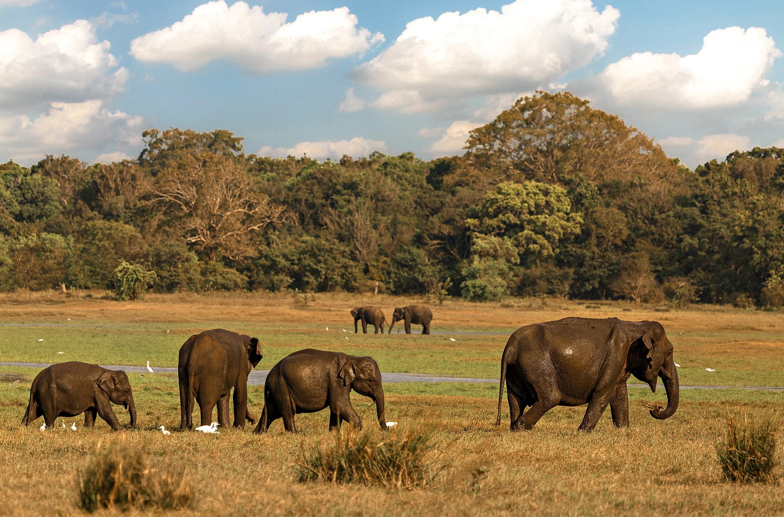 19 - Elephant Gathering at Heritance Kandalama Image 2.jpg