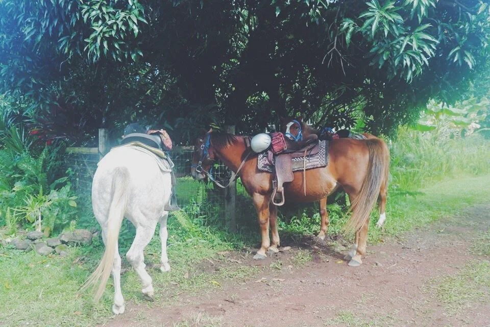 Horseback Riding in the Jungles of Hawaii