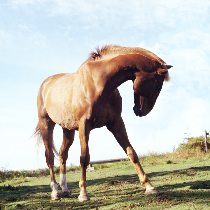 ALWAYS LOOK A GIFT HORSE IN THE MOUTH!