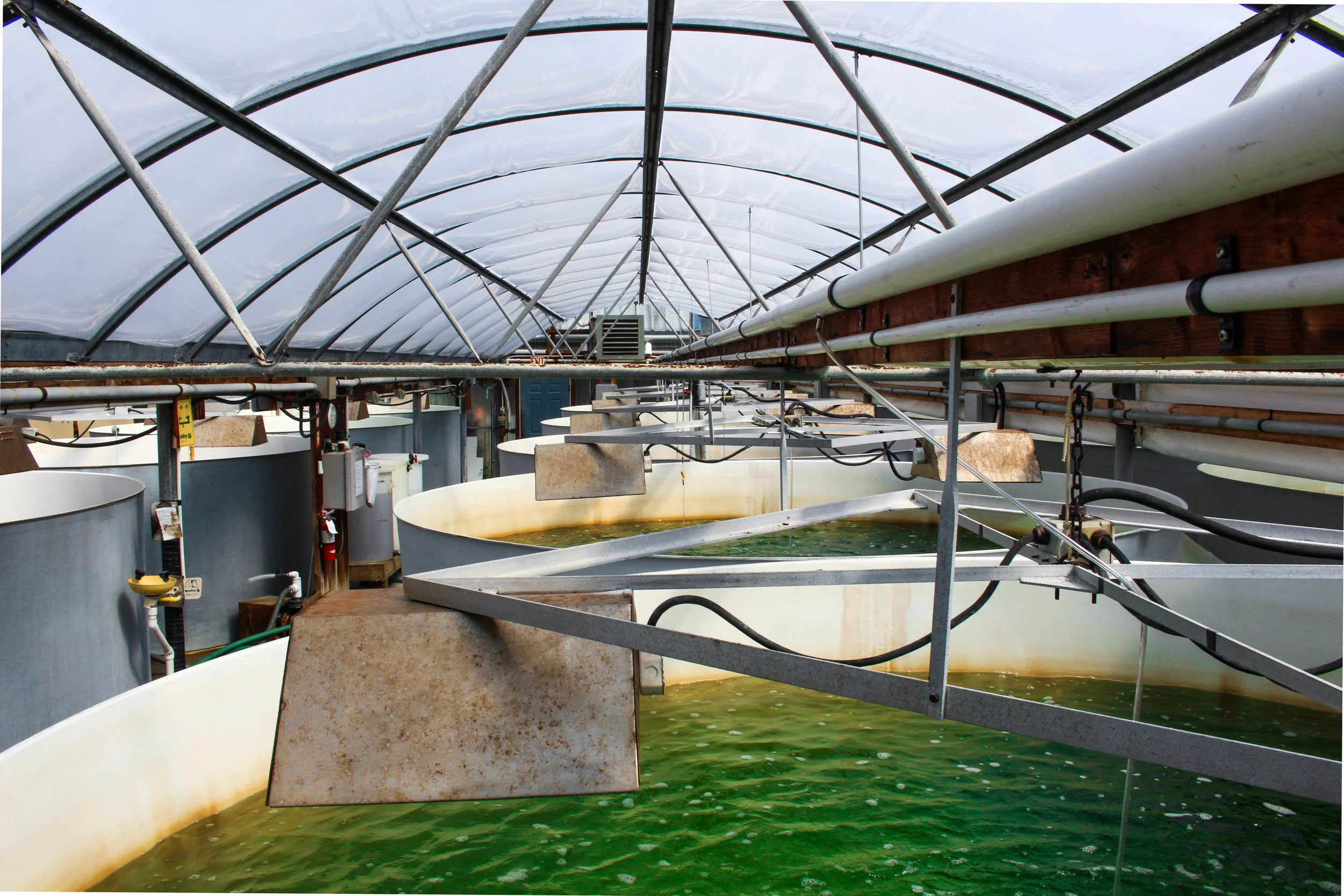 Inside Taylor Shellfish Hatchery Facility. Photo Credit: Maxim Podhaisky