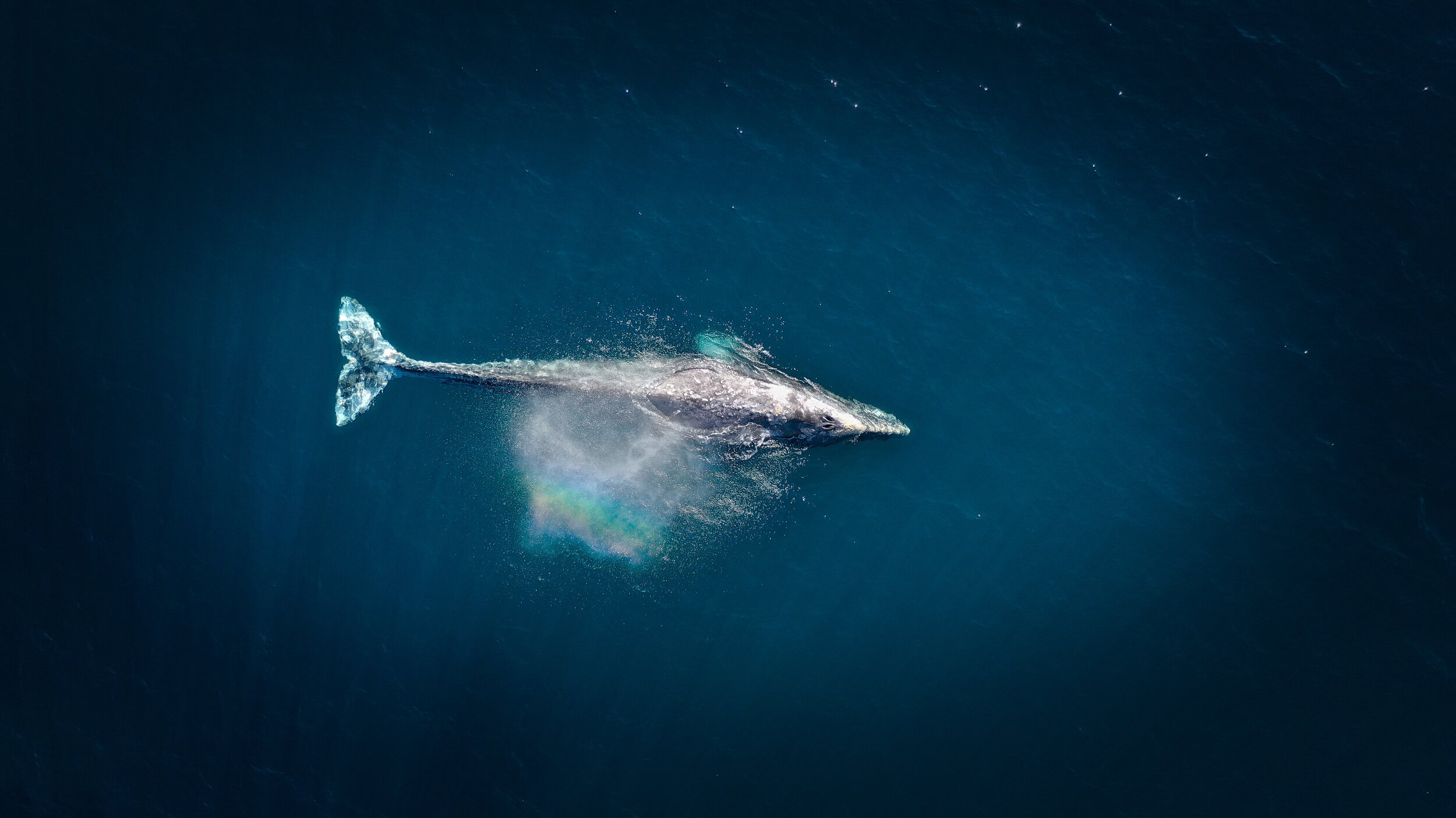 Learning to Speak Whale 
