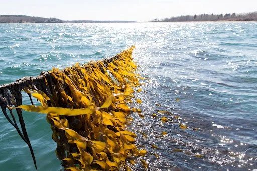 Kelp Wanted!