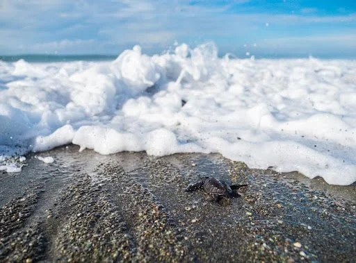 Sea Turtle Conservation