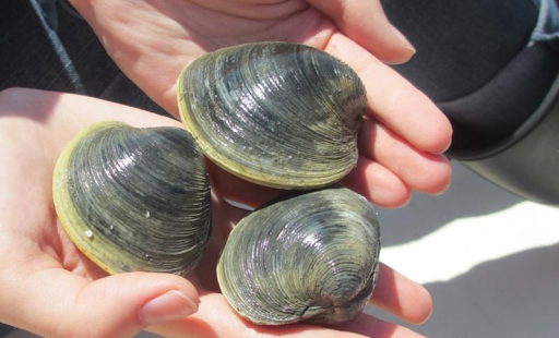 Ocean Acidification is Killing our Beloved Shellfish