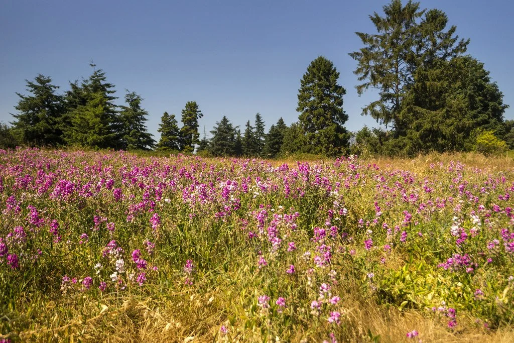 Paint It Green: Making Nature Accessible for All