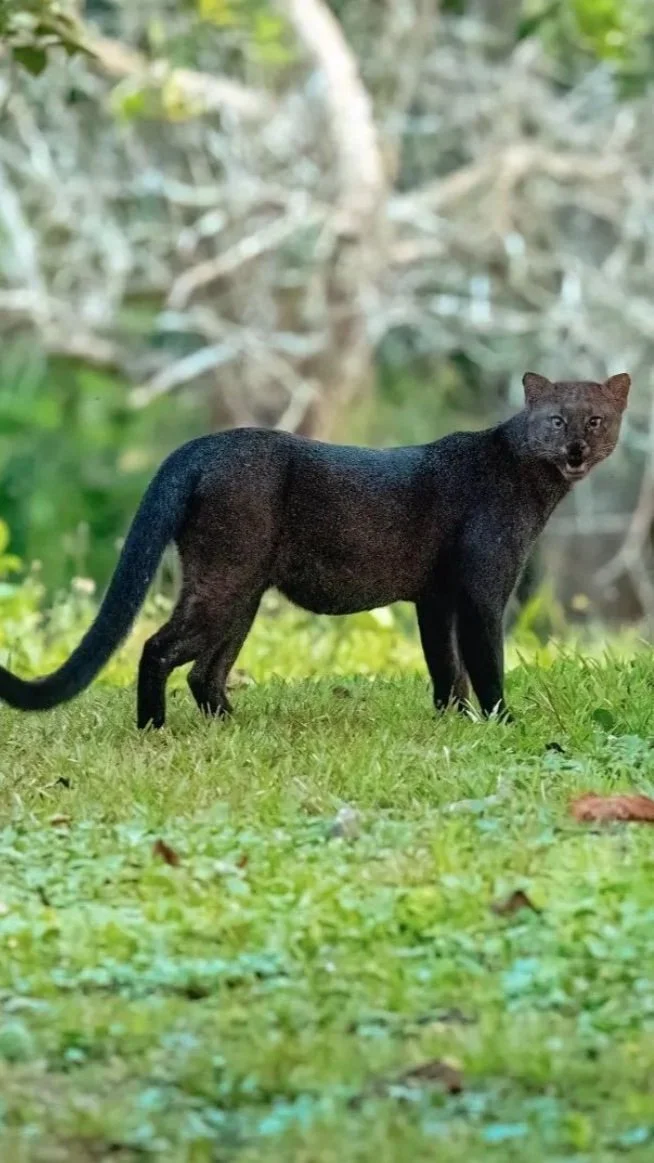 The Effects of Agroforestry on Mammal Biodiversity in the Amazon Rainforest