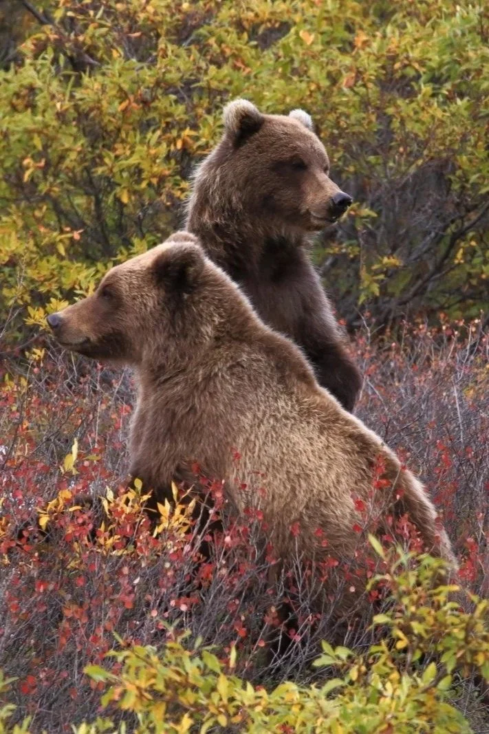 Mountain Goats, Black Bears, and… Grizzlies? Oh My!