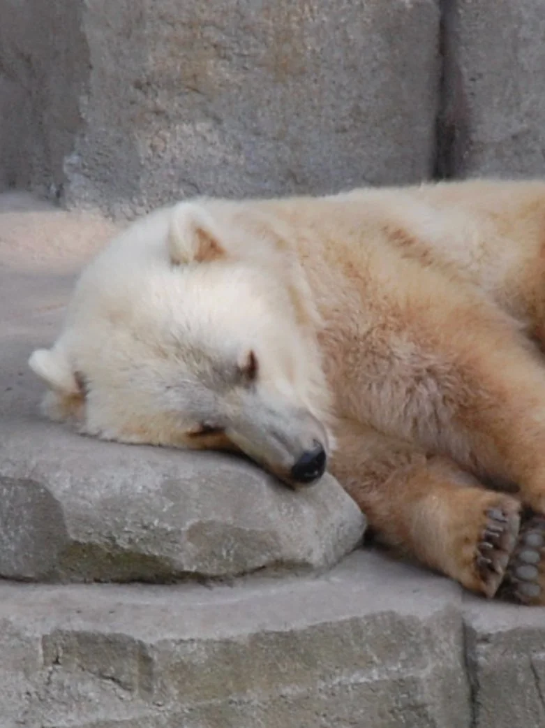 Holocene Hybrids: “Prizzlies” May Be Here to Stay 