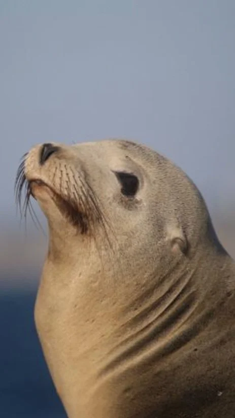 Conservation Challenges: Salmon, Pinnipeds, and the Impact of Human Activities